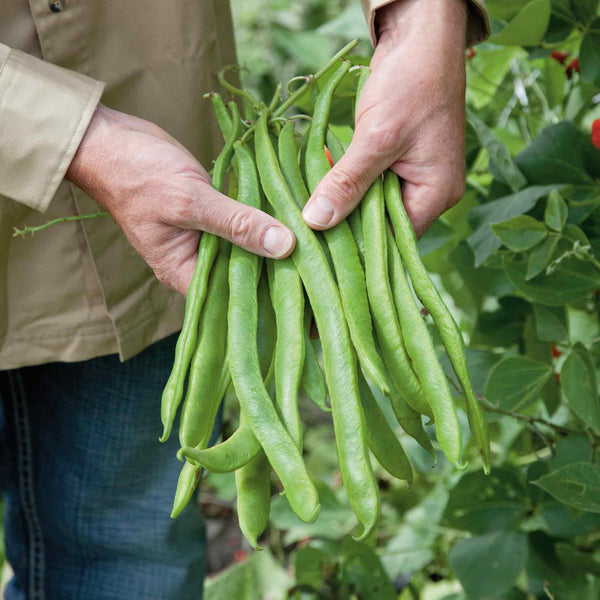 Runner Bean Plant 'Tenderstar'