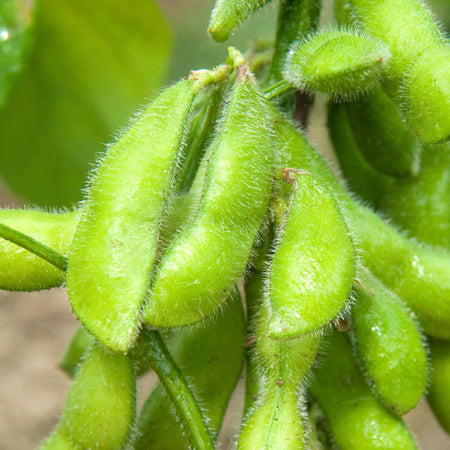 Edamame (Soya) Bean Seeds 'Summer Shell'