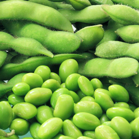 Edamame (Soya) Bean Seeds 'Summer Shell'