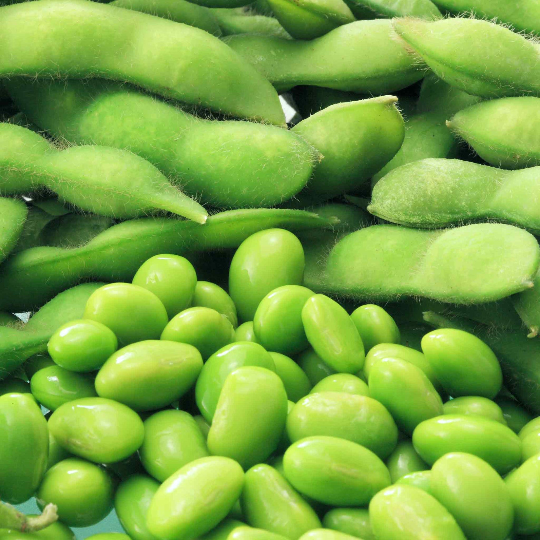 Edamame (Soya) Bean Seeds 'Summer Shell' Buy Edamame Seeds Online