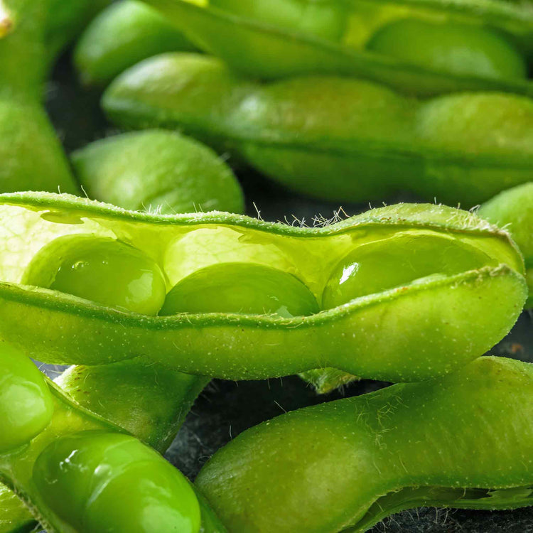 Edamame (Soya) Bean Seeds 'Summer Shell'