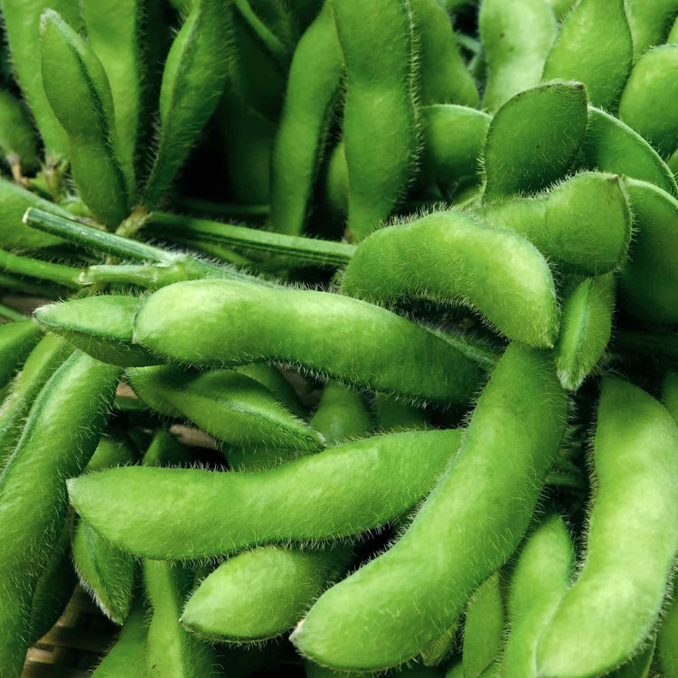 Edamame (Soya) Bean Seeds 'Summer Shell'