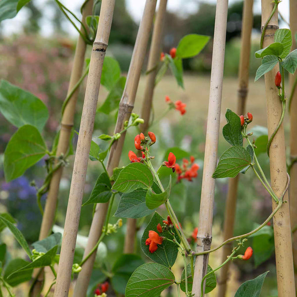 Runner Bean Seeds 'Scarlet Emperor'