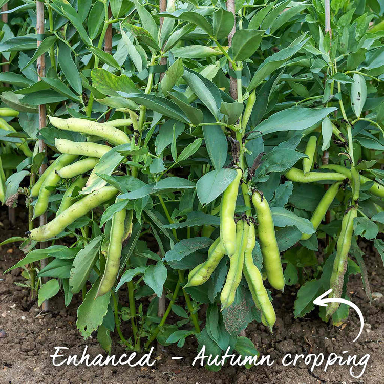 broad bean seeds for autumn planting Broad Bean Seeds 'Luz de Otono'