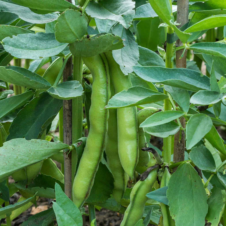 broad bean seeds for autumn planting Broad Bean Seeds 'Luz de Otono'