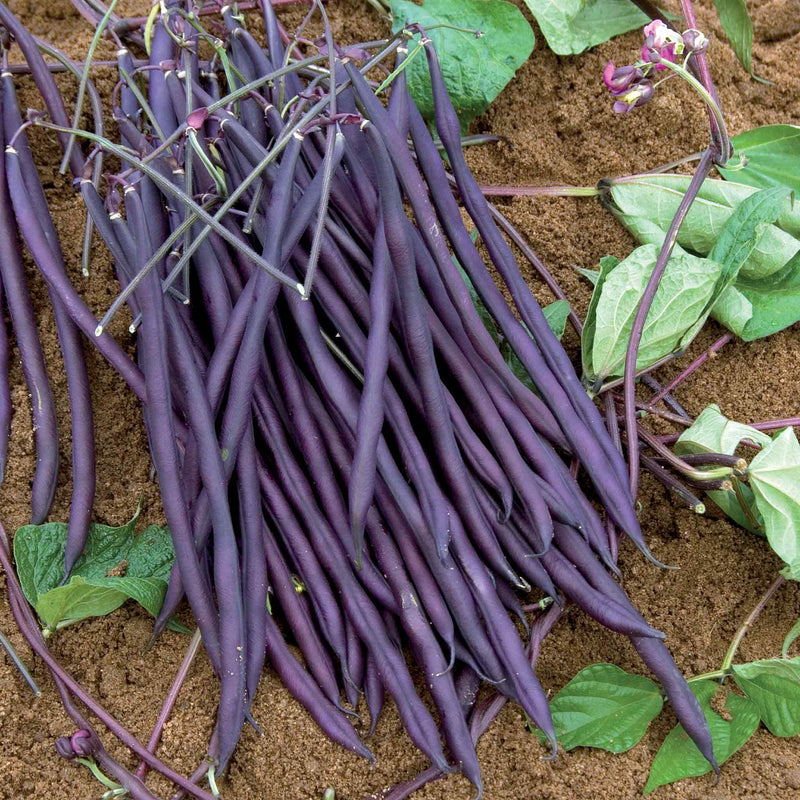 French Bean Seeds 'Carminat'