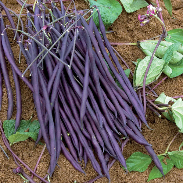 French Bean Seeds 'Carminat'