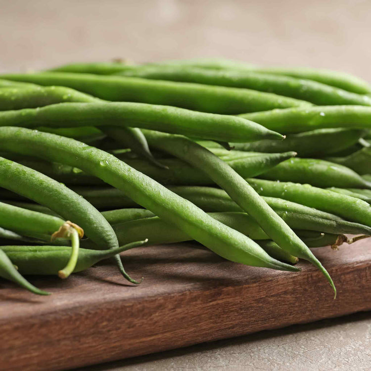 French Bean Seeds 'Modesto'