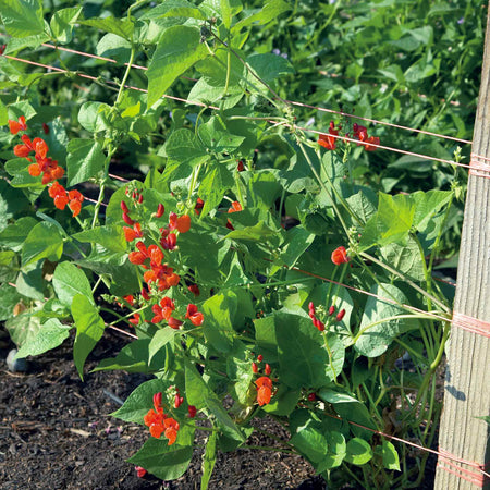 Runner Bean Seeds Organic 'Scarlet Emperor'