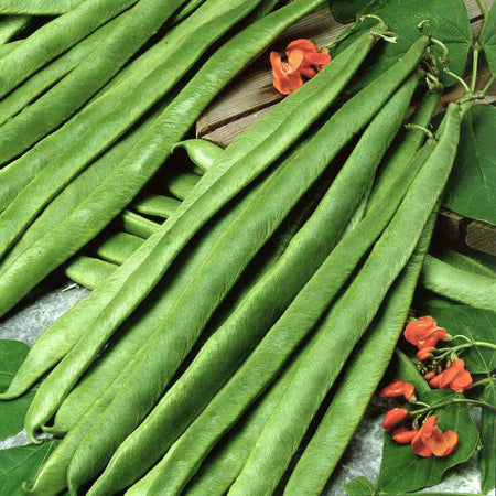 Runner Bean Seeds 'Scarlet Emperor'