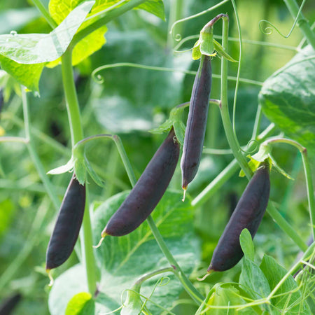 Sugar Snap Pea Plant 'Purple Magnolia'