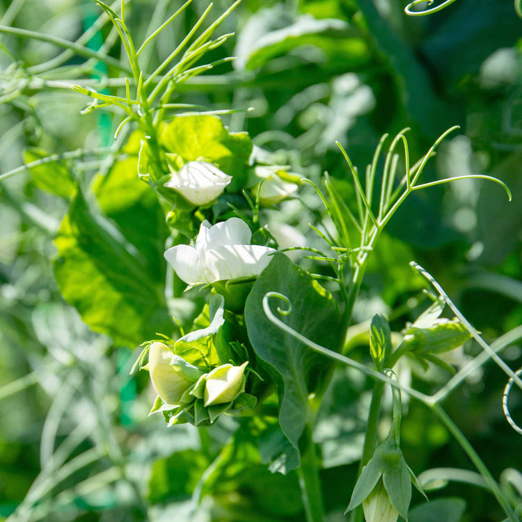 Pea Plant 'Ruselargo'