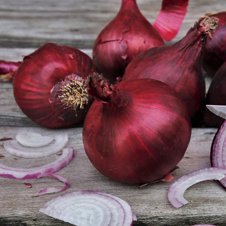 Pre-Rooted Onion 'Red Baron'