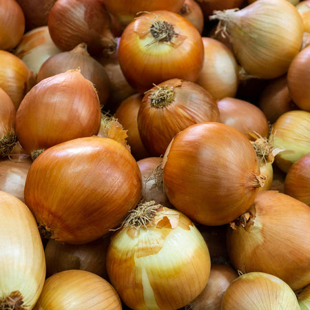 Onion Sets Bolt Resistant Collection