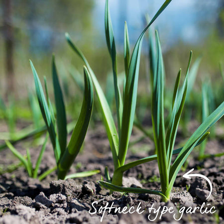 Pre-Rooted Garlic 'Provence Wight'