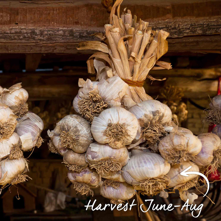 Garlic Cloves 'Provence Wight'