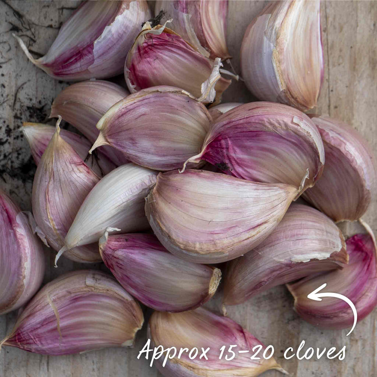 Garlic Cloves 'Thermidrome'