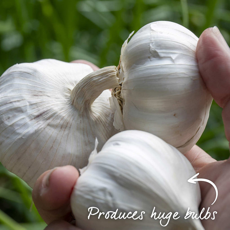 Pre-Rooted Garlic 'Provence Wight'