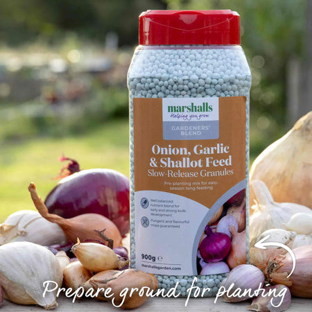 Pre-Rooted Garlic 'Provence Wight'