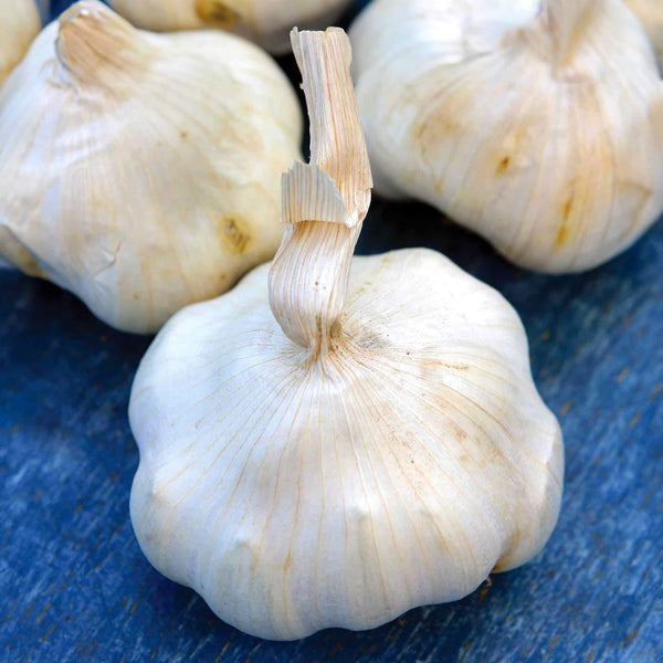 Garlic Cloves 'Provence Wight'