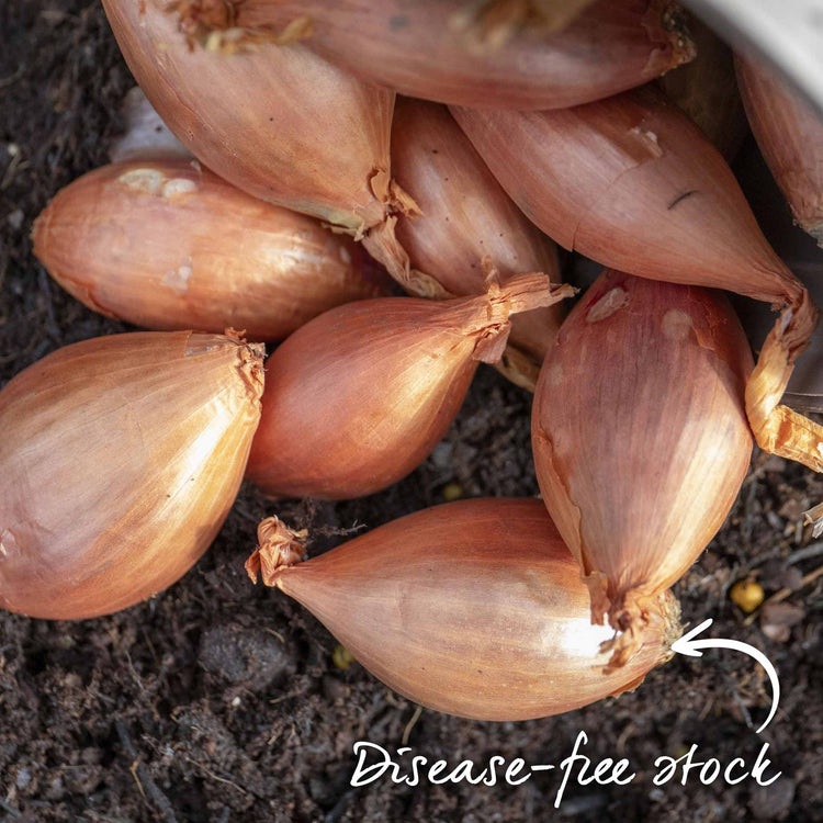 Shallot Sets 'Jermor' (Autumn Planting)