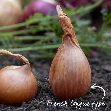Shallot Sets 'Jermor' (Autumn Planting)