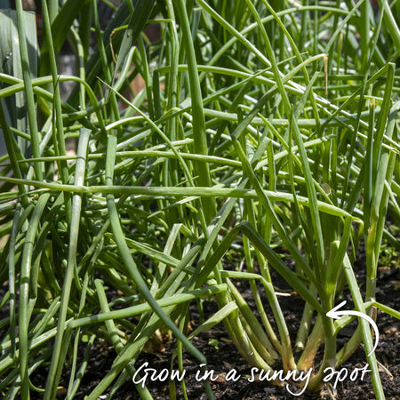 Shallot Sets 'Jermor' (Autumn Planting)