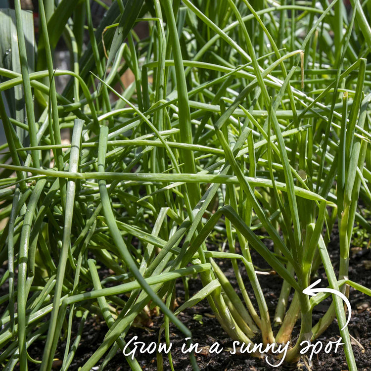 Shallot Sets 'Jermor' (Autumn Planting)