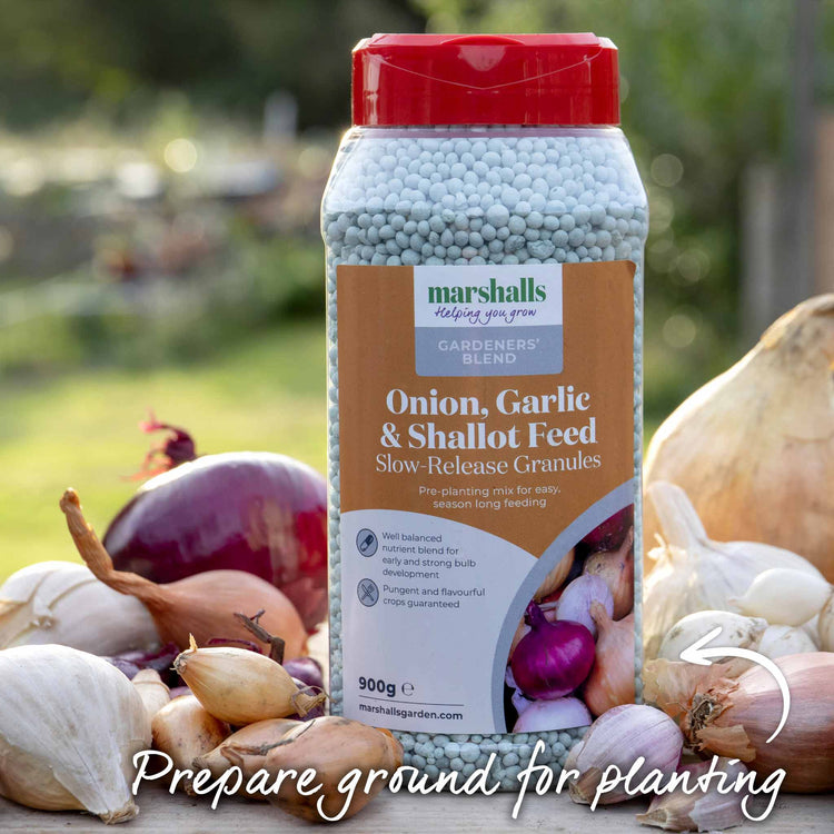 Shallot Sets 'Jermor' (Autumn Planting)
