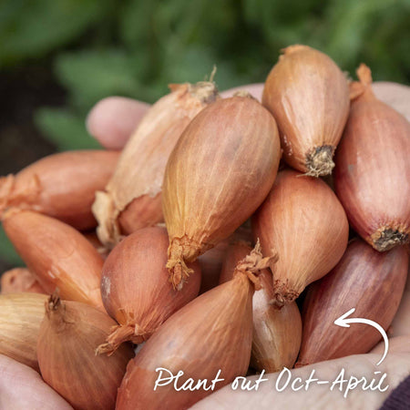 Shallot Sets 'Jermor' (Autumn Planting)