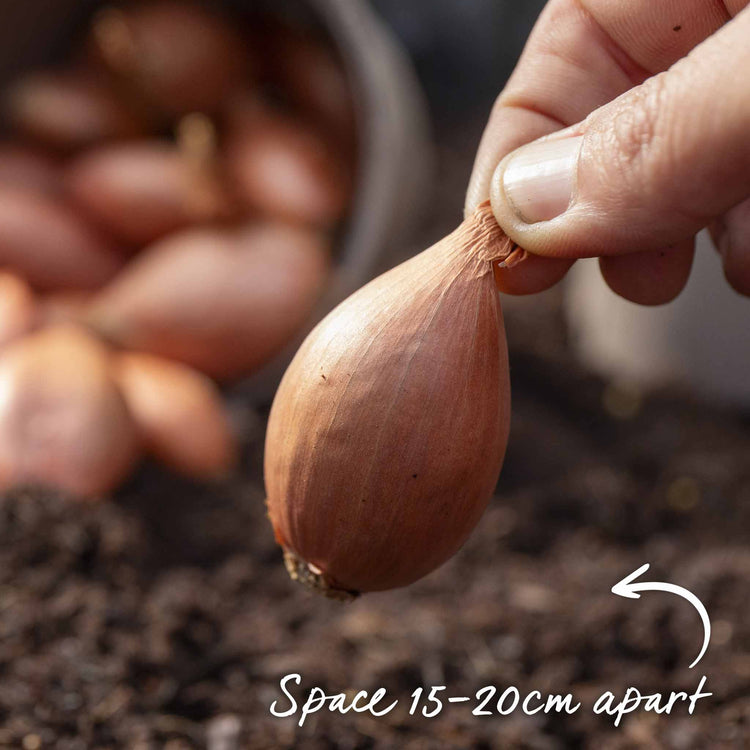 Shallot Sets 'Jermor' (Autumn Planting)
