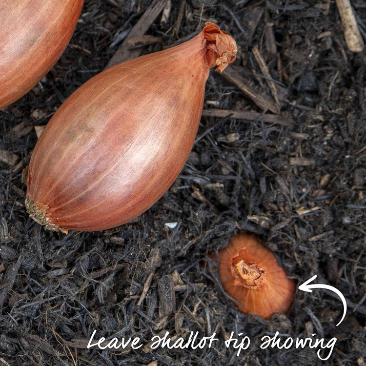 Shallot Sets 'Jermor' (Autumn Planting)