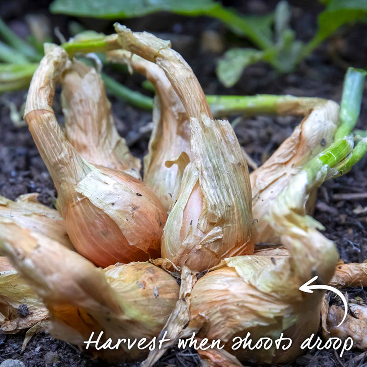 Shallot Sets 'Jermor' (Autumn Planting)