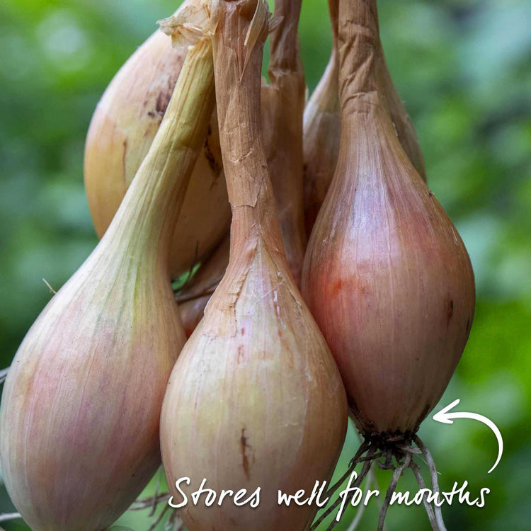Shallot Sets 'Jermor' (Autumn Planting)