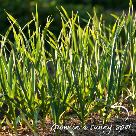 Garlic Cloves 'Solent Wight'