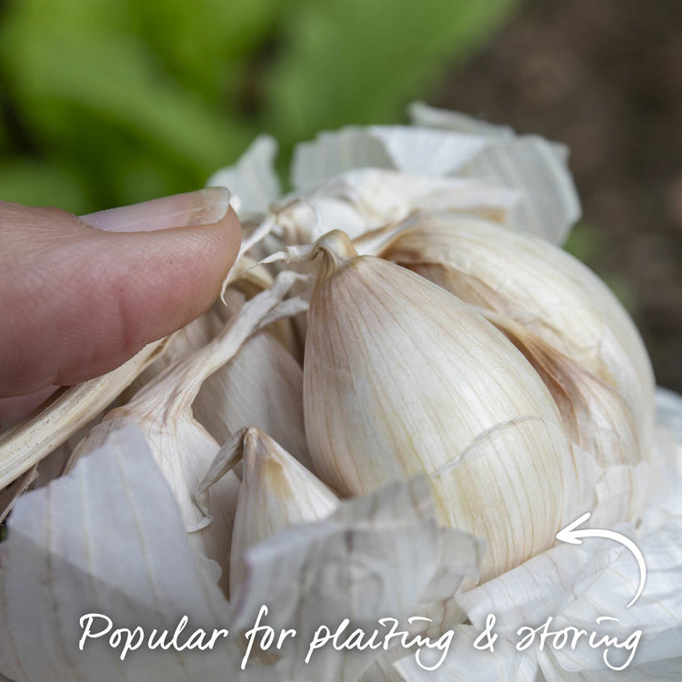 Garlic Cloves 'Solent Wight'