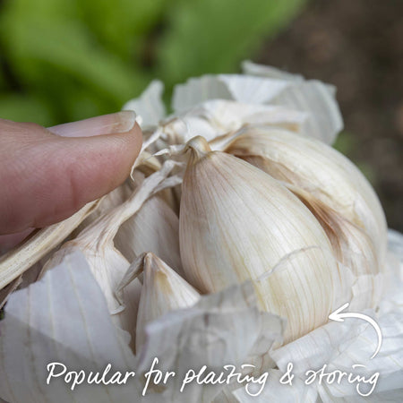 Pre-Rooted Garlic 'Solent Wight'