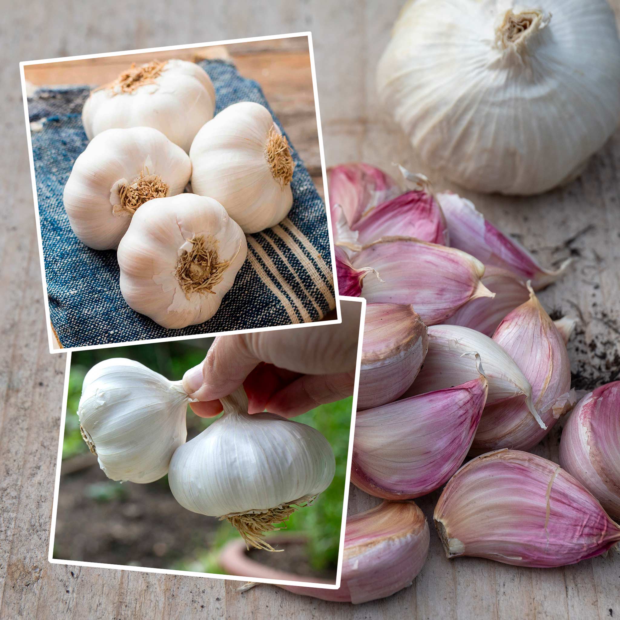 Spring Planting Garlic Duo Pack | Marshalls Garden