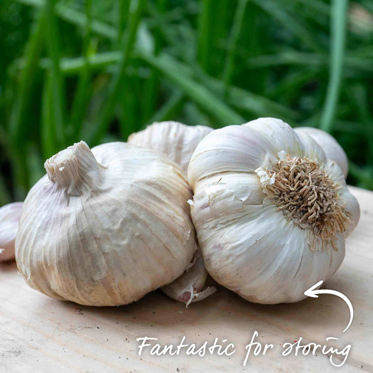 Garlic Cloves 'Mersley Wight'