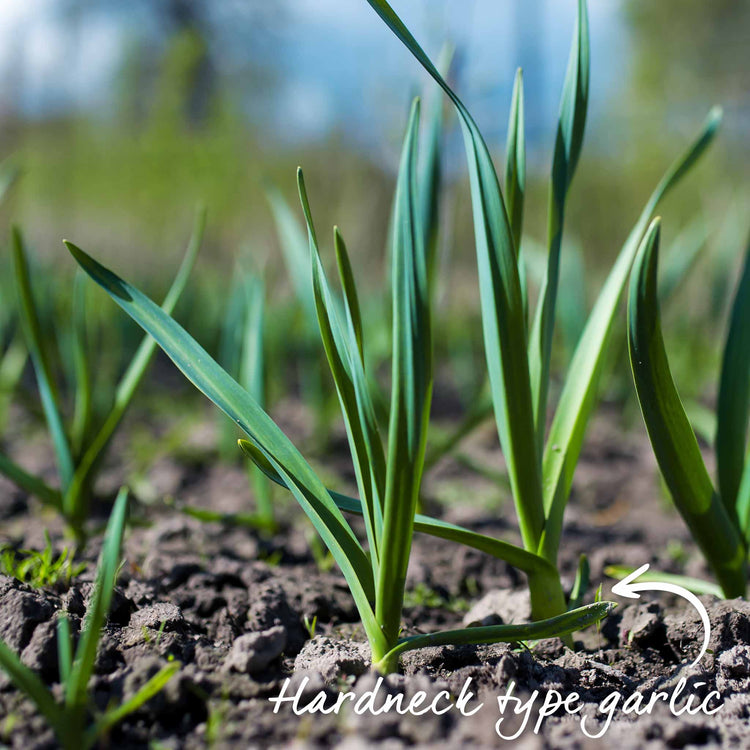 Pre-Rooted Garlic 'Caulk Wight