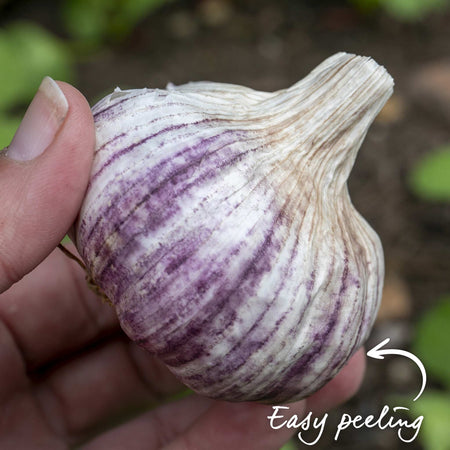 Pre-Rooted Garlic 'Caulk Wight