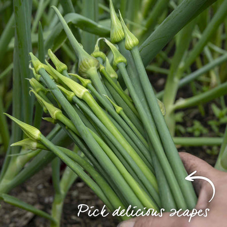 Pre-Rooted Garlic 'Caulk Wight