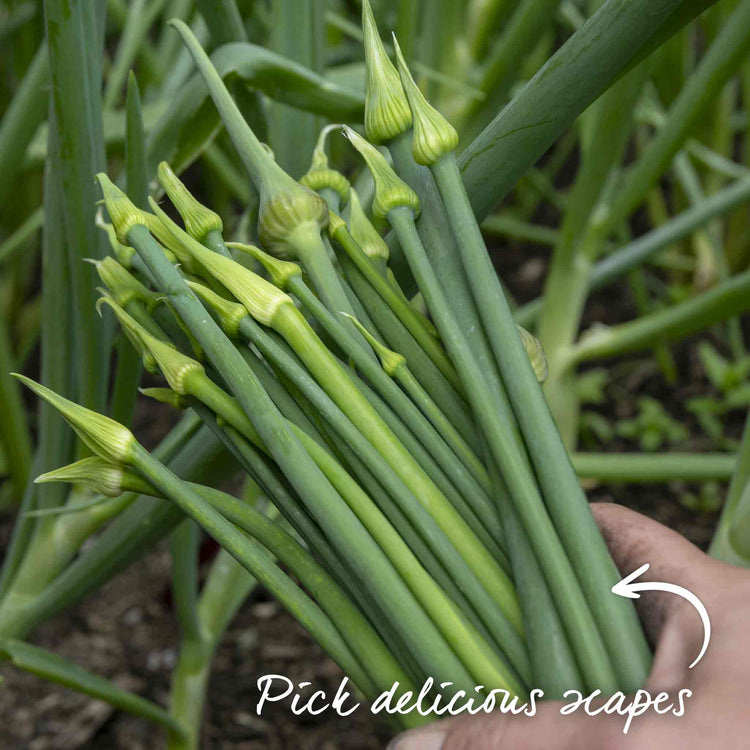 Pre-Rooted Garlic 'Caulk Wight