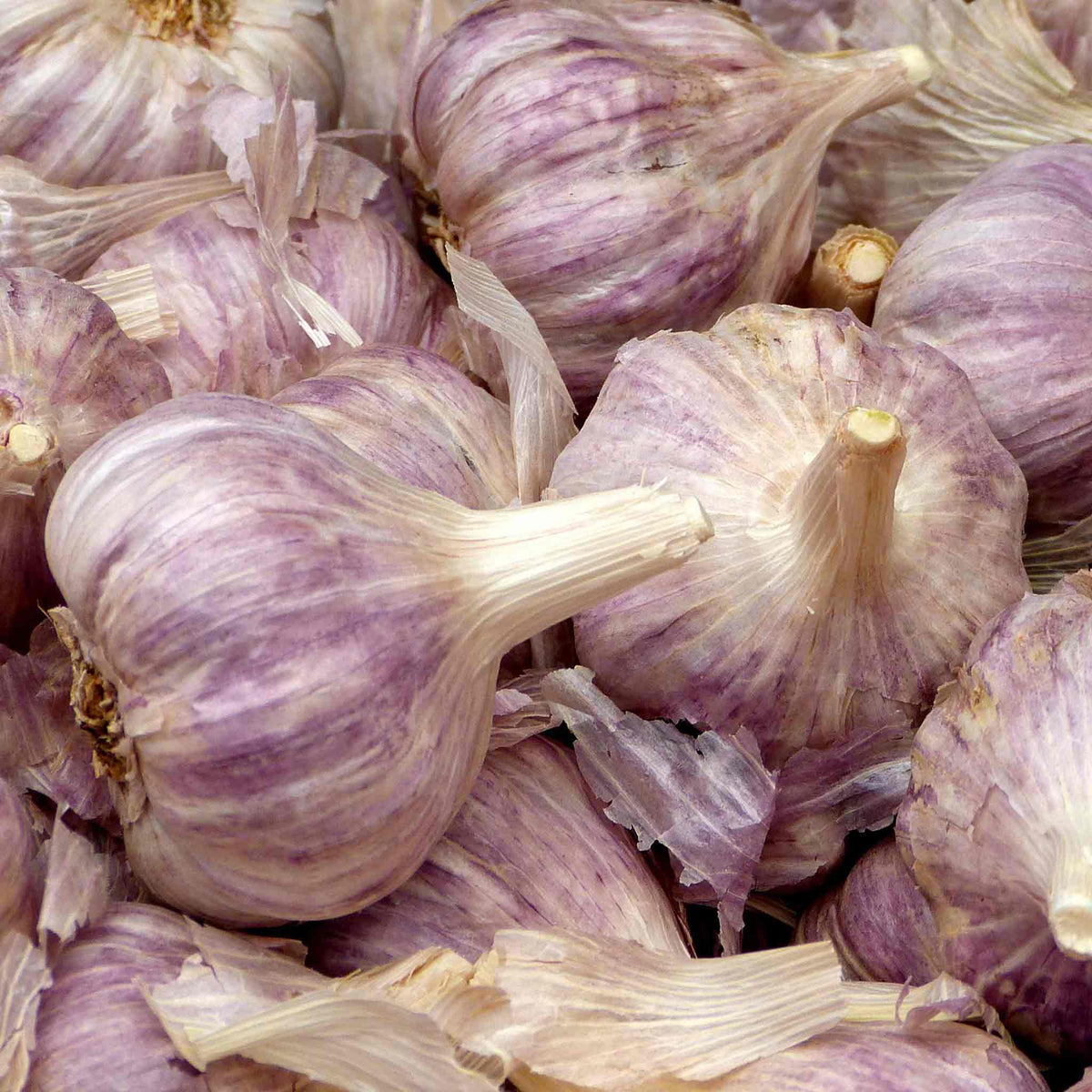 Autumn Planting Garlic Cloves Caulk Wight