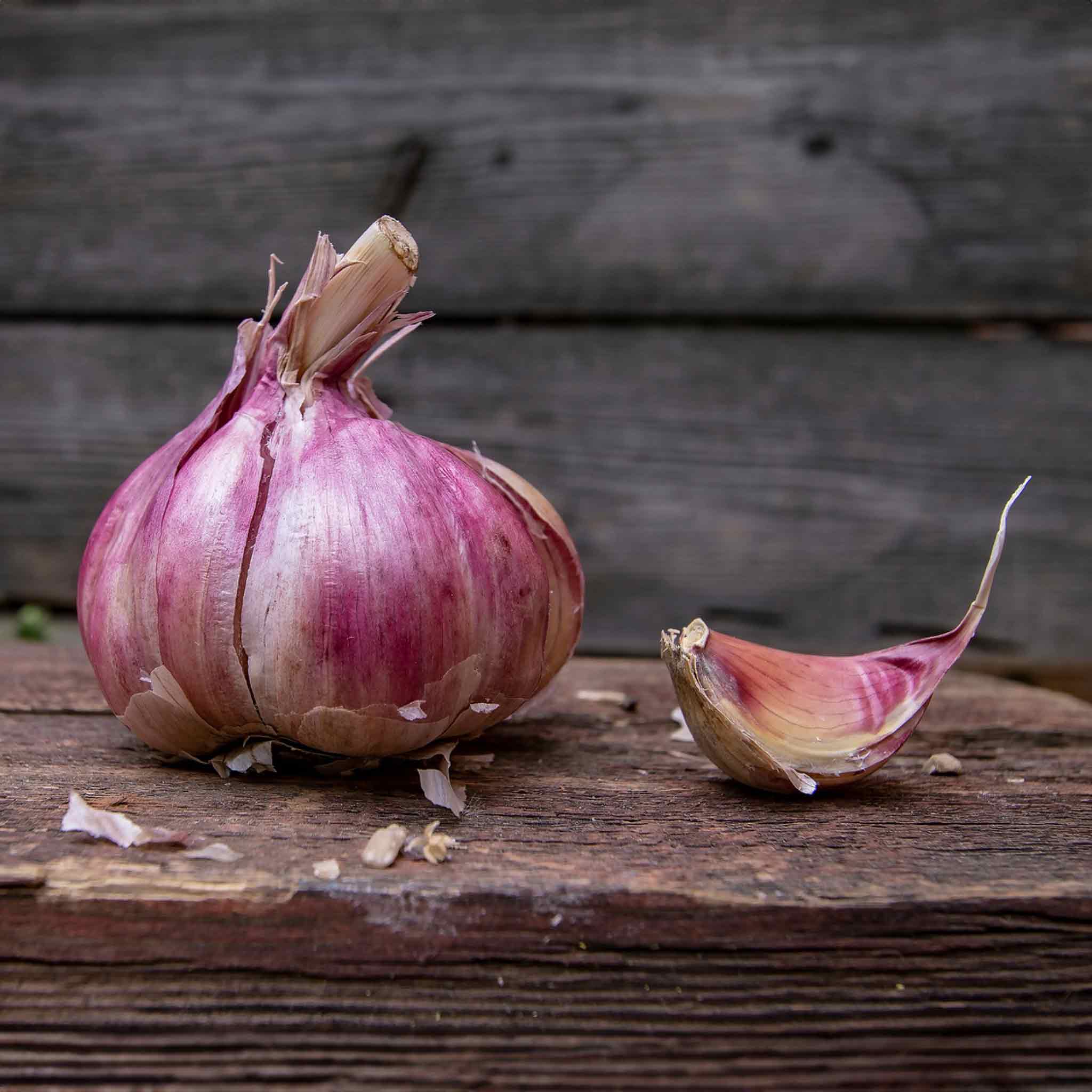 Autumn Planting Garlic Cloves Blushing Beauty