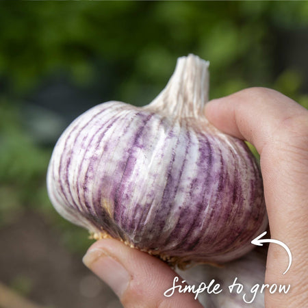 Garlic Cloves 'Blushing Beauty'