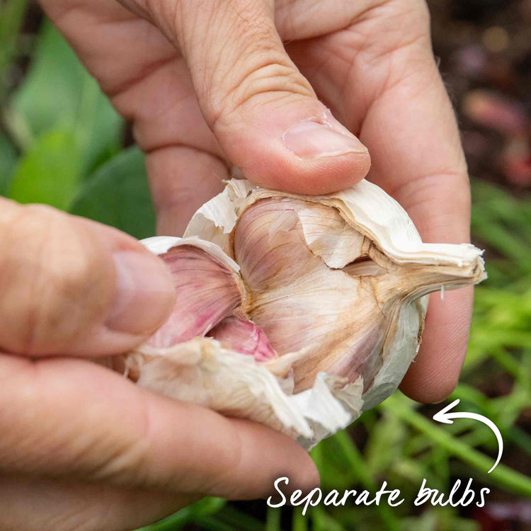 Garlic Cloves 'Blushing Beauty'