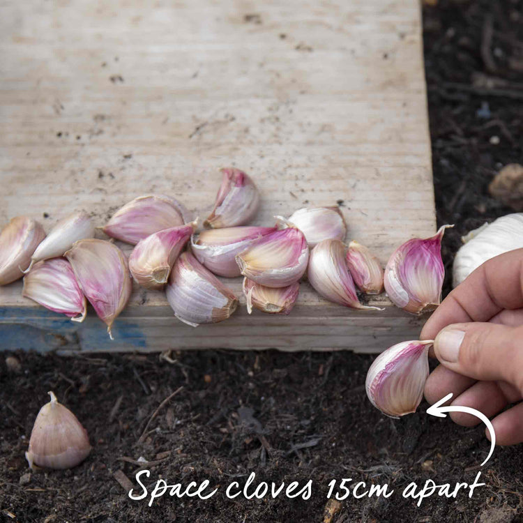 Garlic Cloves 'Blushing Beauty'