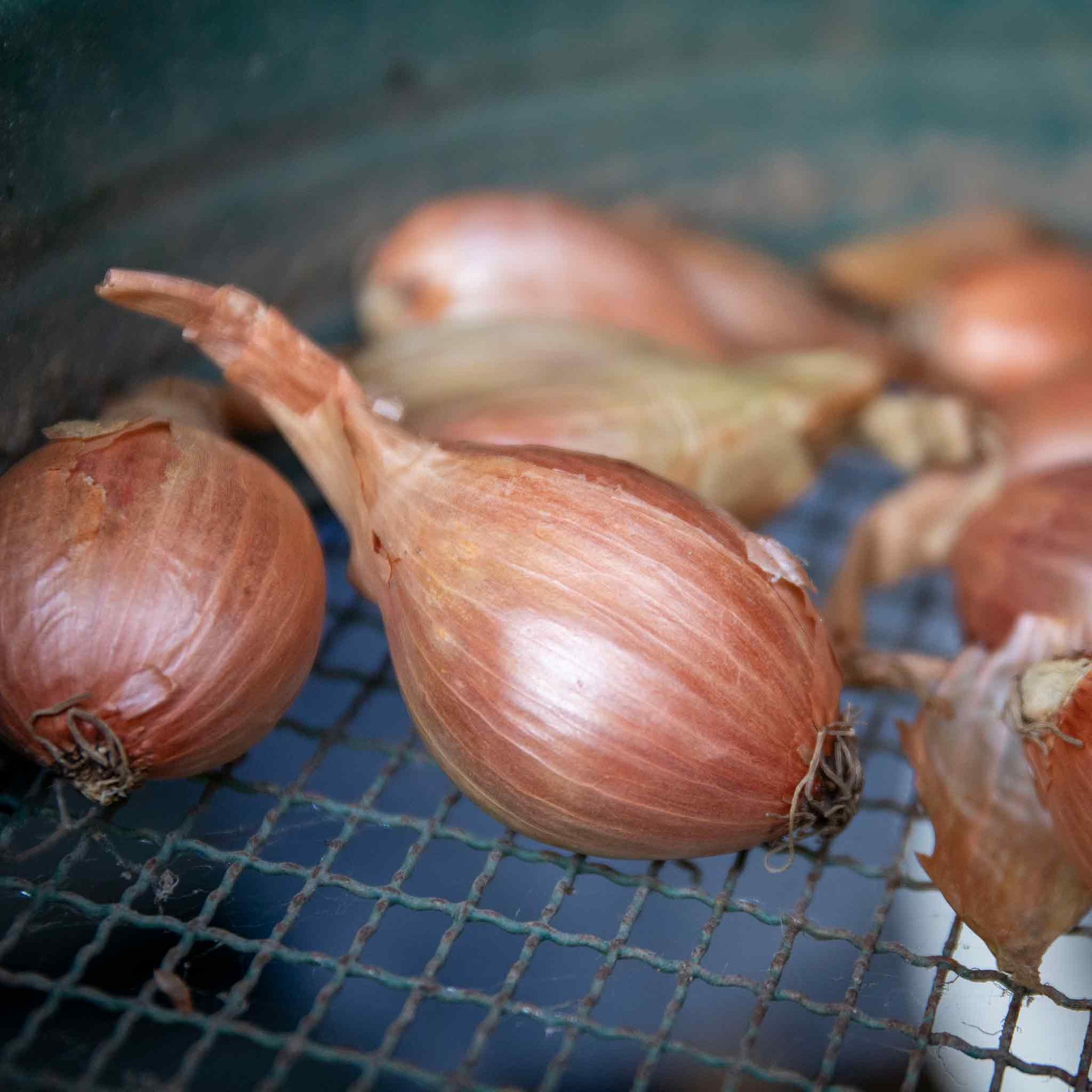 Shallot 'Jermor' Sets Buy Shallot Seeds Online Shallot Seeds for Sale Marshalls Garden