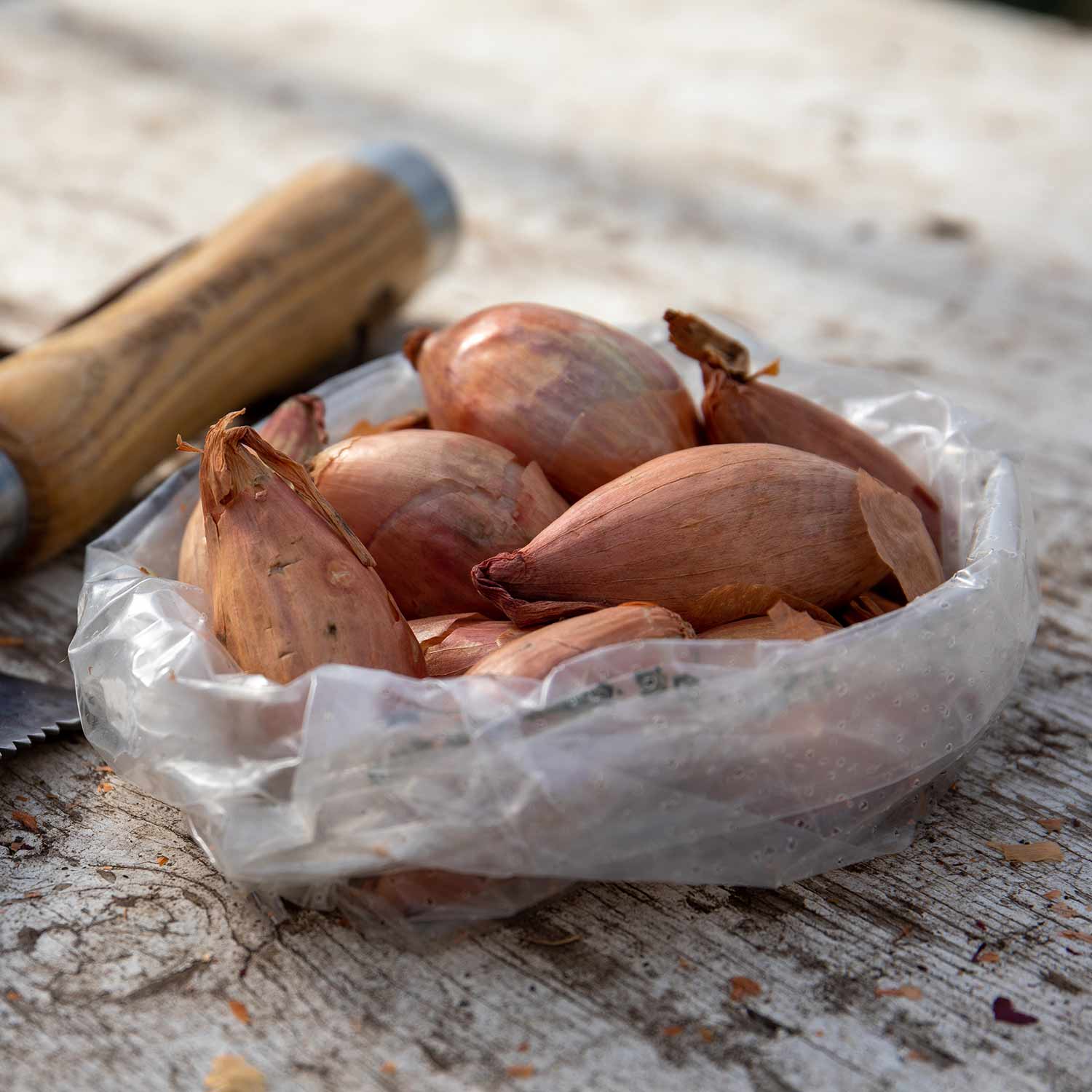 Shallot 'Jermor' Sets Buy Shallot Seeds Online Shallot Seeds for Sale Marshalls Garden